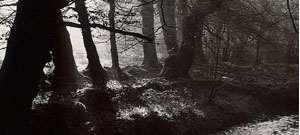 Trees Collection